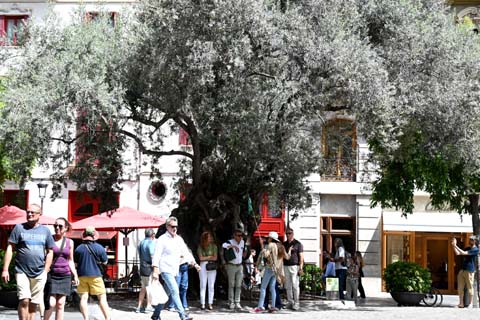 Der Olivenbaum in Palma